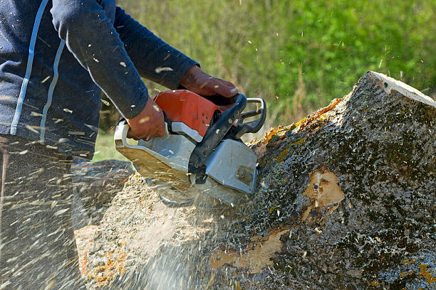 Best Tree Clearing Services  in Carbondale, IL